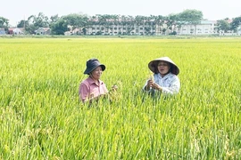 Foto ilustrativa. (Fuente: hanoimoi.vn)