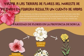 Viajar a las tierras de flores del noreste de Vietnam en febrero resulta un cuento de hadas 
