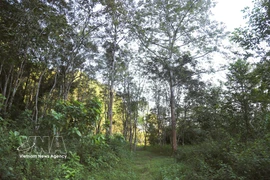 En el Jardín Botánico Periférico de Pu Huong. (Fuente: VNA)