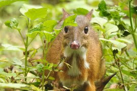 Un kanchil en el Parque Nacional de Ben En, en la provincia de Thanh Hoa. (Fuente: VNA)