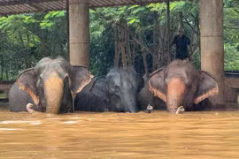 Foto ilustrativa. (Fuente: Elephant Nature Park)