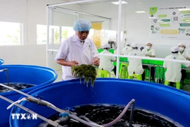 Las algas marinas son preparadas cuidadosamente por los trabajadores antes de ser procesadas. (Fuente: VNA)