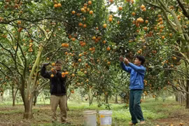 En cultivo de naranja. (Fuetne: VNA)