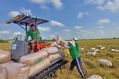 Arroz verde y de baja emisión: La travesía hacia la ecologización del sector arrocero de Vietnam