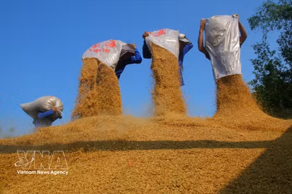 El grano de arroz, como producto final, queda listo para su venta. (Foto: VNA)