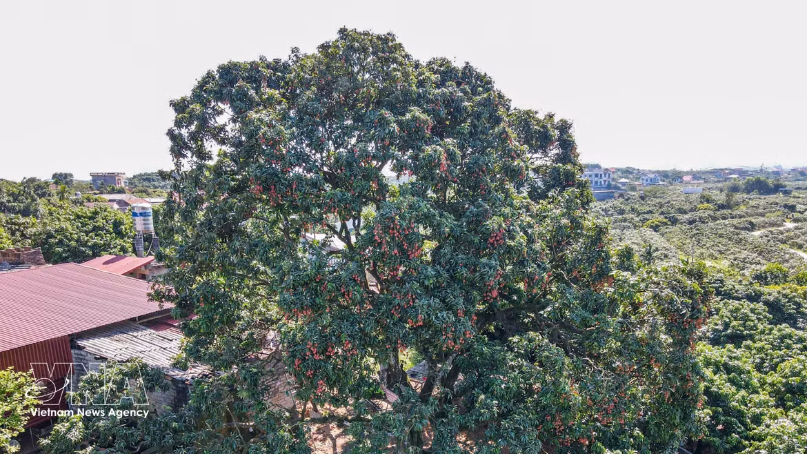 Lichi ancestral de Bac Ninh, patrimonio natural de la comunidad local
