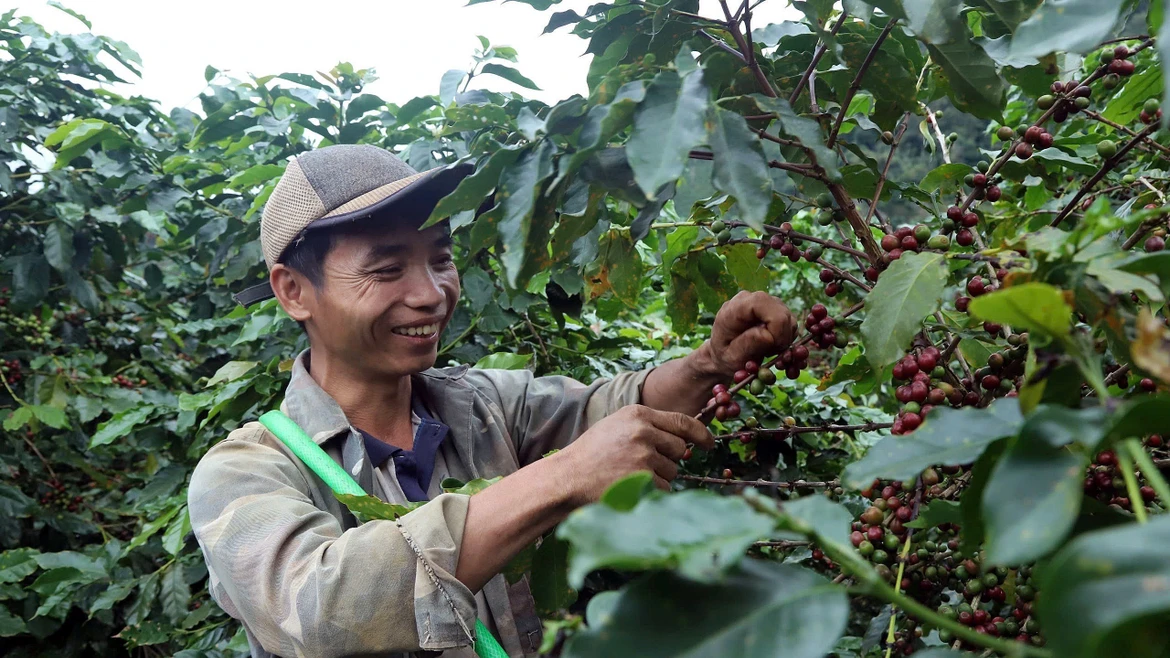 Cosecha de café en Son La: la provincia líder en producción de arábica en Vietnam
