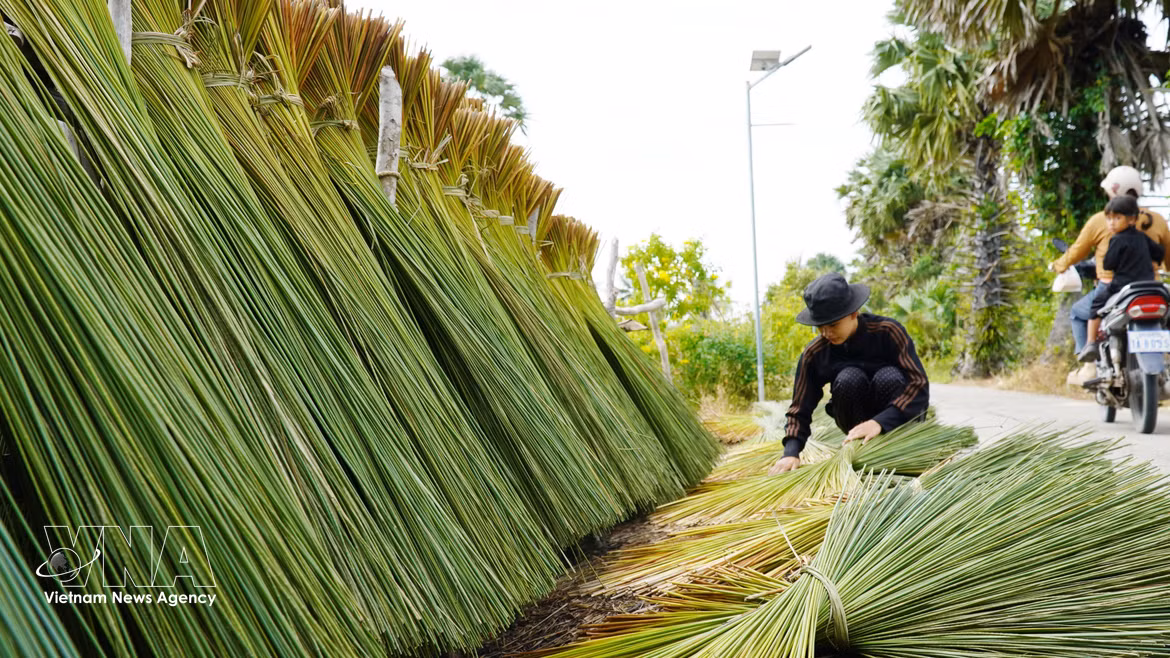 An Giang transforma el junco de sus zonas fronterizas en artesanías