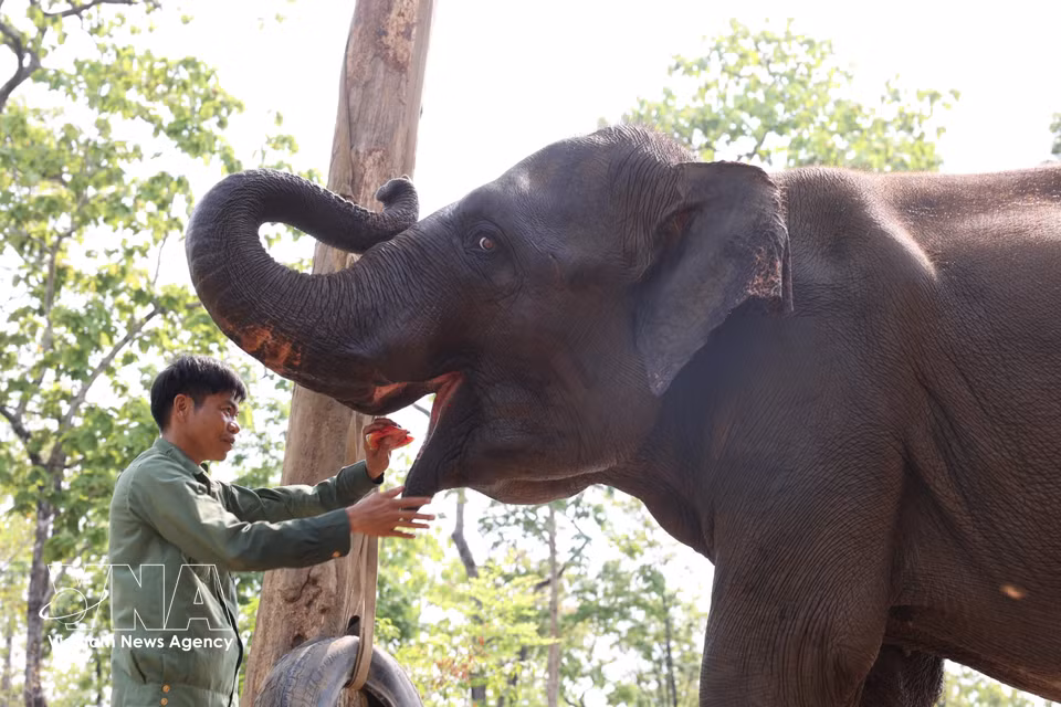 Con más de 10 años dedicados al rescate y cuidado de elefantes, Cao Xuan Ninh los considera parte de su familia, compartiendo con ellos alegrías y tristezas. (Foto: VNA)