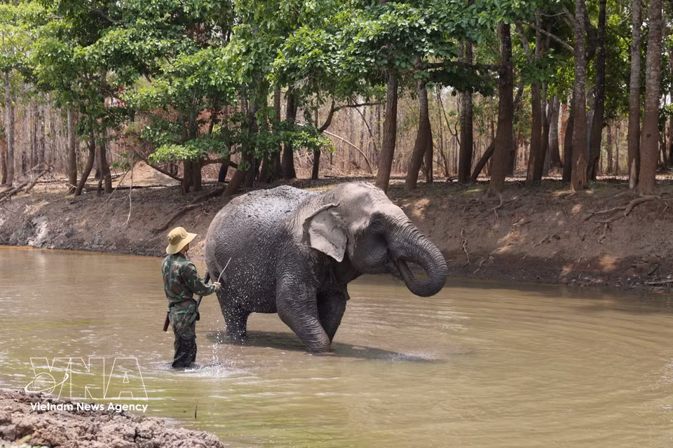 El “cuidado de elefantes” en el bosque profundo es muy duro, por lo que requiere personas comprometidas y con un cariño especial por estos animales. (Foto: VNA)