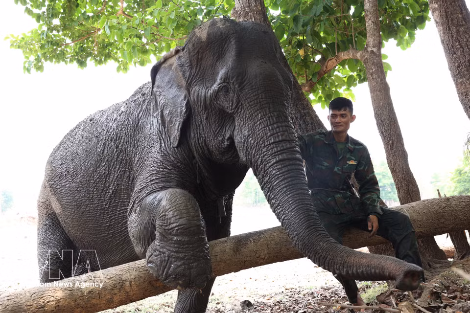 Un elefante mima a su cuidador. (Foto: VNA)