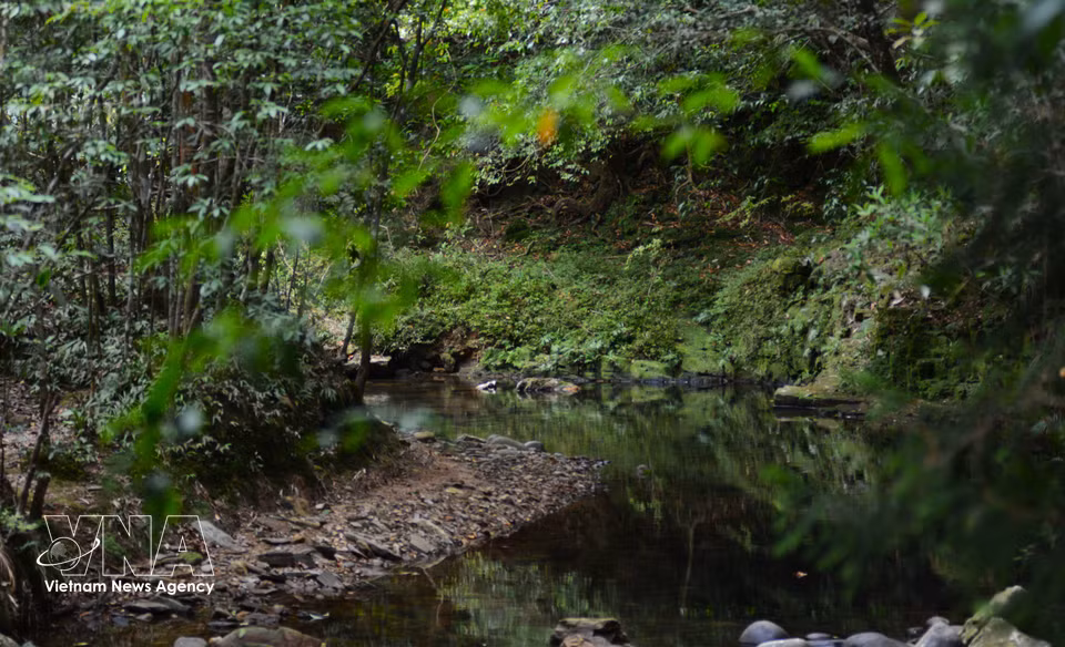 Los arroyos de Bach Ma, de aguas frescas, recorren los antiguos bosques y realzan la belleza natural y apacible del lugar. (Fuente: VNA)