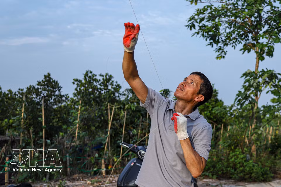 Según Nguyen Van Quyet, el arte de fabricar las flautas radica en la sensibilidad auditiva necesaria para armonizar tubos de distintos tamaños y crear sonidos melódicos y profundos. (Foto: VNA)