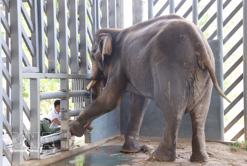 Un elefante de “edad avanzada” es atendido y criado en el Centro. (Foto: VNA)