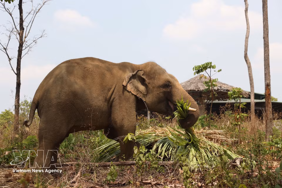 El elefante Jun fue rescatado por el Centro en 2015 en estado grave debido a una trampa que le hirió la pata; tras varias cirugías, hoy está sano y fuerte. (Foto: VNA)