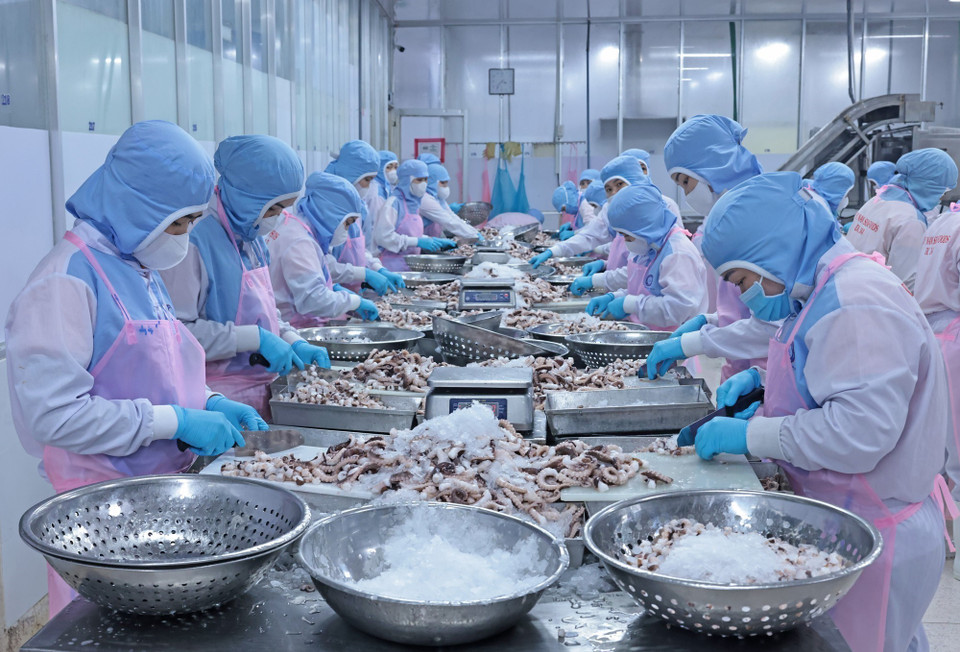Bajo el liderazgo del Partido, Vietnam ha superado dificultades, con un crecimiento económico considerable y una economía de mercado orientada al socialismo que se está formando y desarrollando. En la foto: Procesamiento de pulpo para exportación al mercado japonés en la empresa Huy Nam, An Giang. Foto: VNA