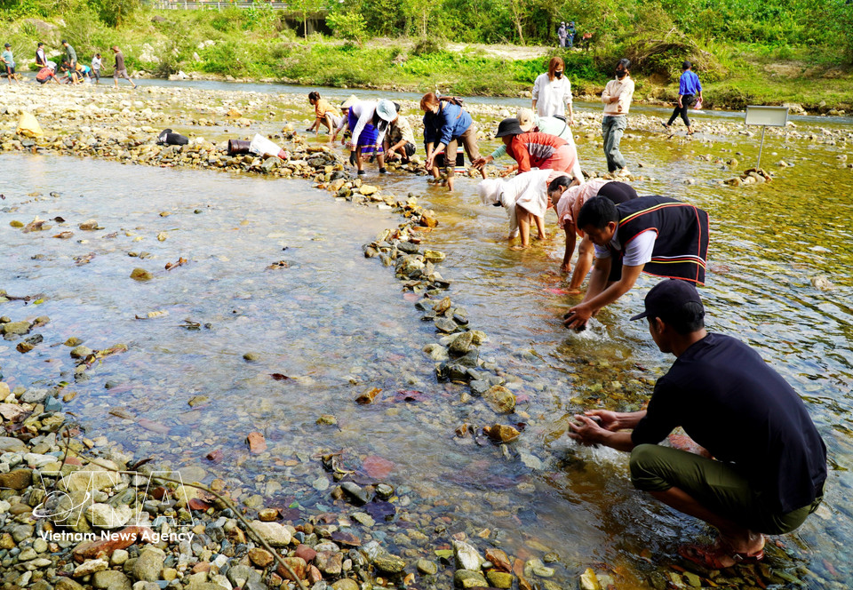 La gente se reúne en la zona del río Truong para transportar piedras y construir un dique que bloquee la corriente y así poder atrapar peces. (Foto: VNA)