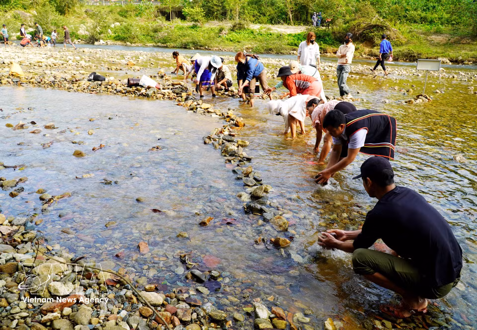 La gente se reúne en la zona del río Truong para transportar piedras y construir un dique que bloquee la corriente y así poder atrapar peces. (Foto: VNA)