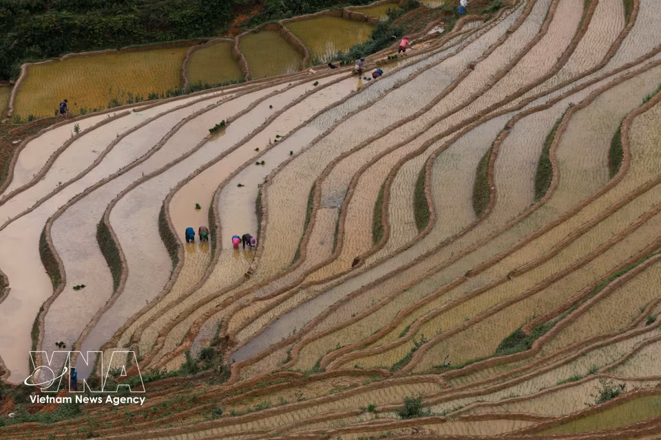 Habitantes de la región montañosa de Mu Cang Chai inician una nueva temporada de cultivo de arroz. Foto: VNA