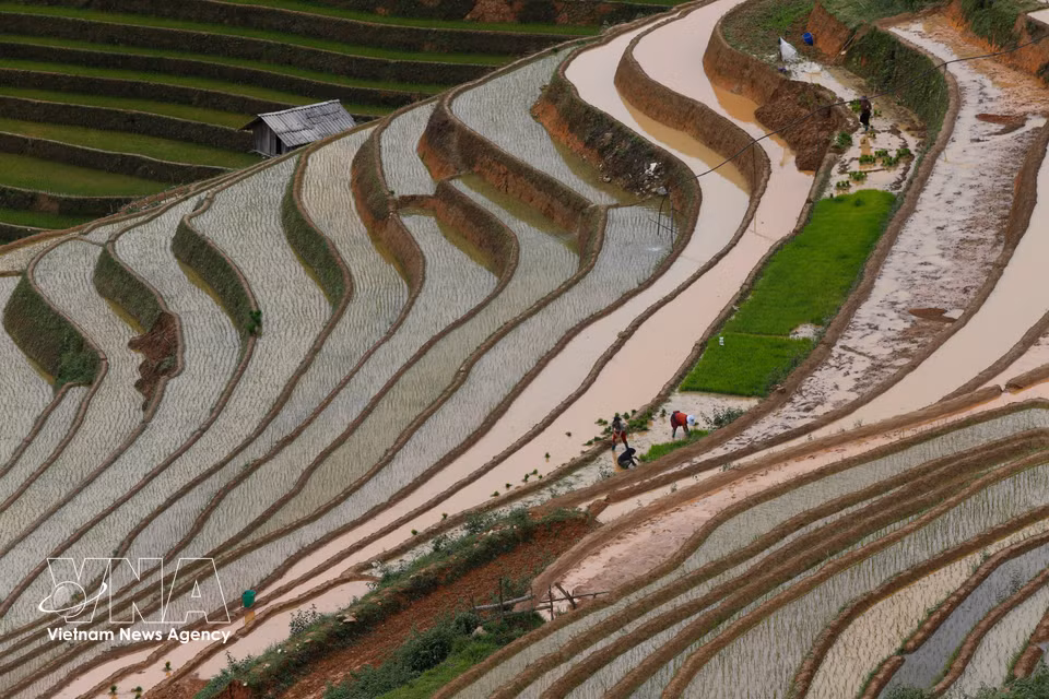 Los campos inundados de Mu Cang Chai. Foto: VNA