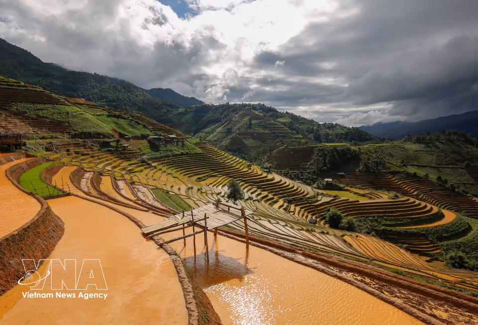 Los arrozales en terrazas se extienden y serpentean como cintas doradas, formando una imagen natural de gran belleza paisajística. Foto: VNA