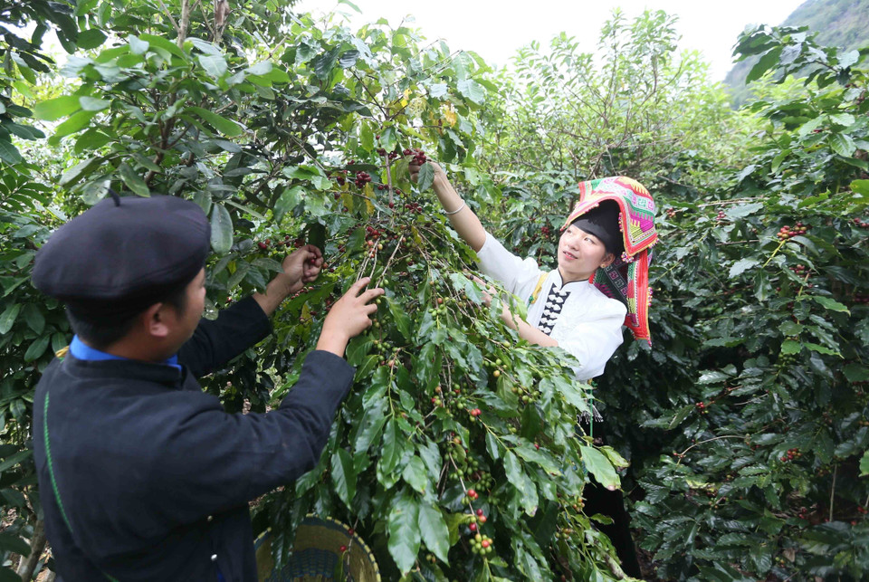 La cosecha de café en la comuna de Muoi Noi, Son La, muestra la dedicación de los agricultores locales. Foto: VNA