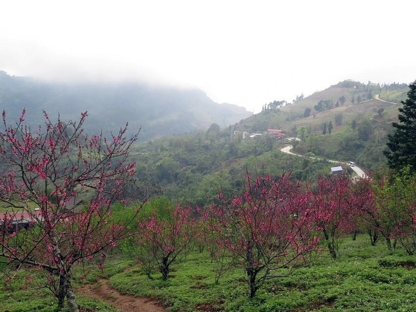 Las flores de durazno en la provincia de Bac Kan muestran sus colores. (Foto: VNA)