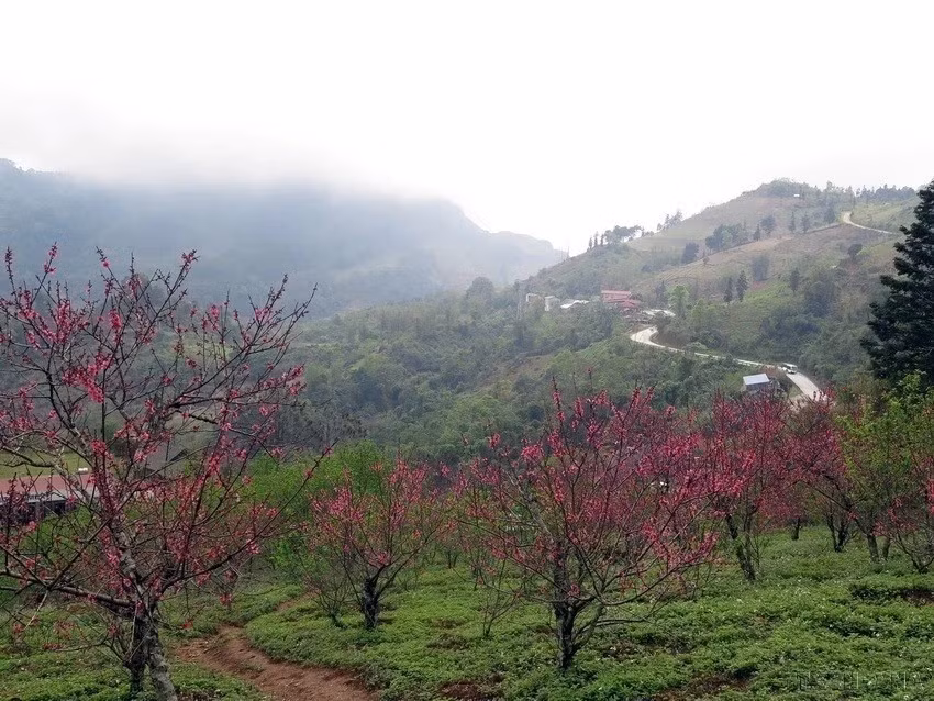 Las flores de durazno en la provincia de Bac Kan muestran sus colores. (Foto: VNA)