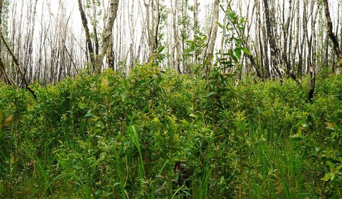 Árboles jóvenes de melaleuca crecen vigorosamente tras el incendio en el Parque Nacional Tram Chim en junio de 2024. Foto: VNA