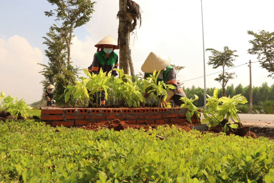 Trabajadores plantan árboles a lo largo de la vía de acceso del Aeropuerto de Long Thanh. Foto: VNA