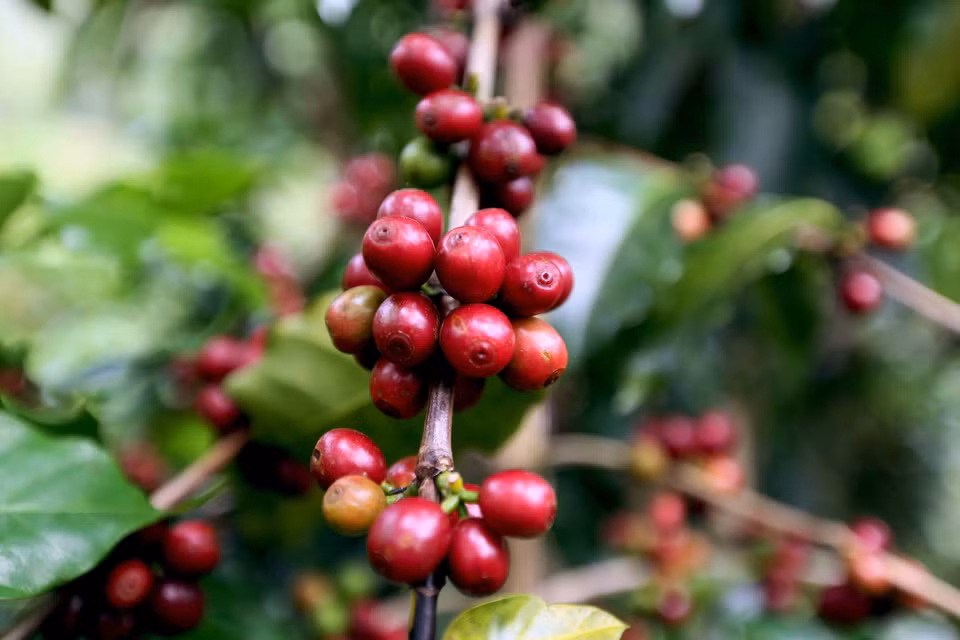 Son La se consolida como la principal región productora de café arábica de Vietnam, con más de 30.000 hectáreas cultivadas. Foto: VNA