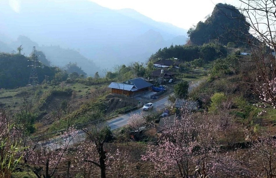 Las flores del durazno florecen en la región del Noroeste del país cuando llega el Tet y regresa la primavera. (Foto: VNA)