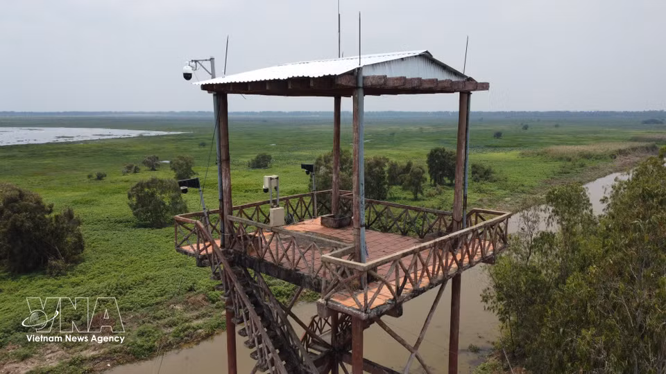Cámara instalada en las torres de observación dentro del bosque del Parque Nacional Tram Chim. Foto: VNA