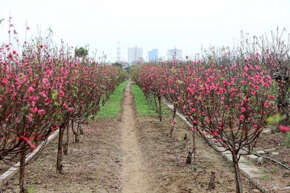 Un jardín de duraznero de la aldea de Nhat Tan en Hanoi. (Foto: VNA)
