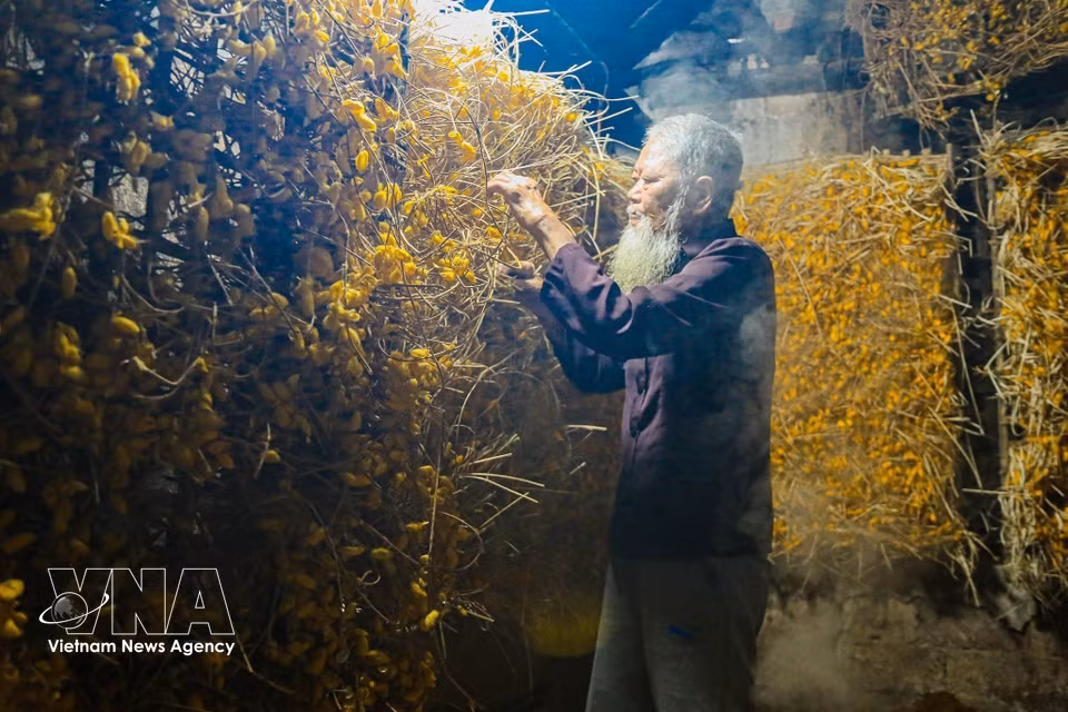 Tras el ciclo de alimentación con hojas de morera, los gusanos de seda hilan su fibra y forman capullos, pequeñas “casas” de un brillante color dorado. Foto: VNA