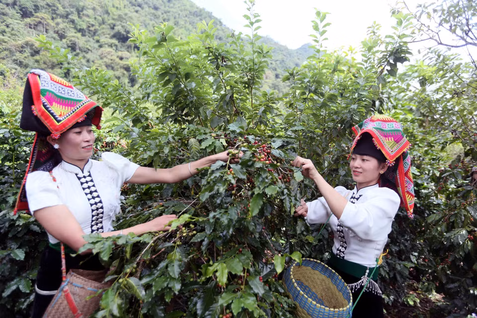 En la comuna de Muoi Noi, Son La, los agricultores recolectan cuidadosamente los granos de café de sus cultivos. Foto: VNA