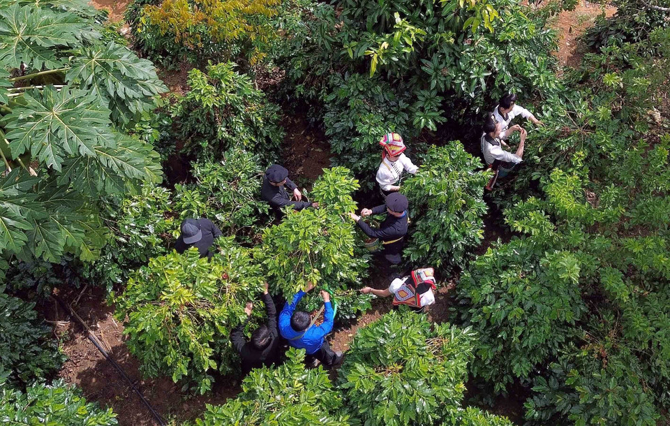 Agricultores trabajan en los cafetales de Muoi Noi, garantizando la calidad de la cosecha. Foto: VNA