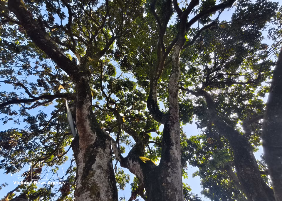 El árbol de lichi ancestral de Bac Ninh. Foto: VNA