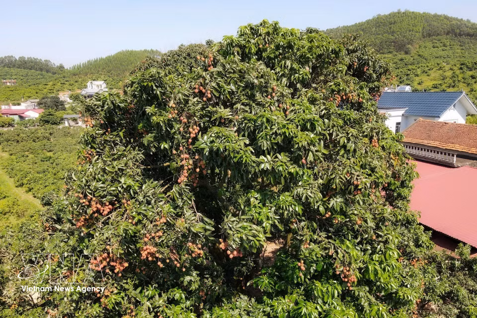 El árbol de lichi tiene más de 100 años y pertenece a la variedad original de lichi de maduración temprana de Phuc Hoa. Es un símbolo cultural, un recuerdo y un orgullo para muchas generaciones de la población local. Foto: VNA