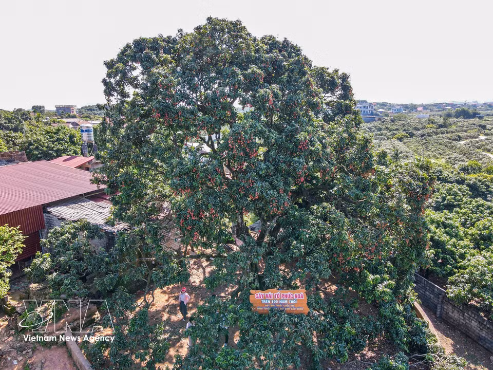 El árbol de lichi tiene más de 100 años y pertenece a la variedad original de lichi de maduración temprana de Phuc Hoa. Es un símbolo cultural, un recuerdo y un orgullo para muchas generaciones de la población local. Foto: VNA