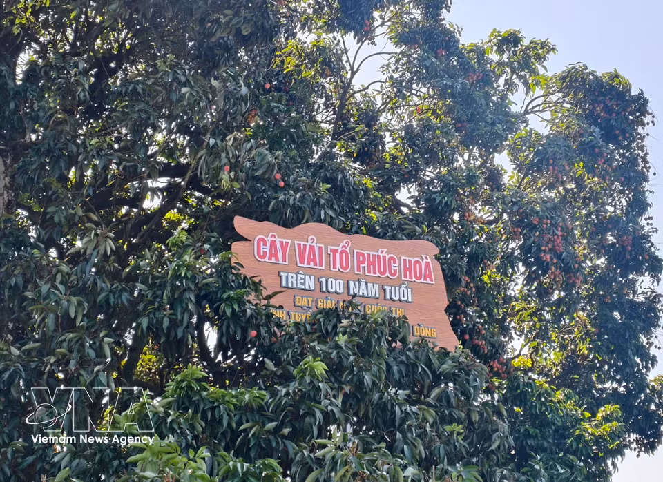 El árbol de lichi ancestral es el orgullo de los cultivadores de ese fruto en Bac Ninh. Foto: VNA