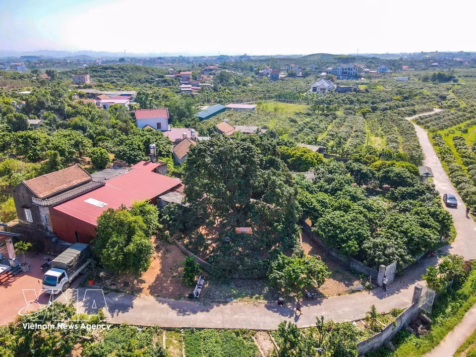 El árbol de lichi tiene más de 100 años y pertenece a la variedad original de lichi de maduración temprana de Phuc Hoa. Es un símbolo cultural, un recuerdo y un orgullo para muchas generaciones de la población local. Foto: VNA
