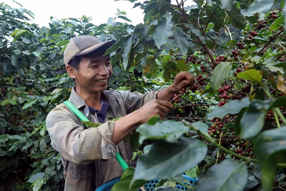 Agricultores recolectan granos de café en la comuna de Chieng Mai, en la provincia montañosa de Son La. Foto: VNA