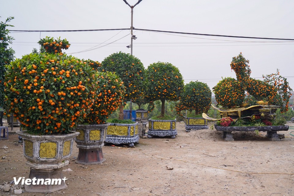 Con motivo del Año Nuevo del Caballo, algunos viveros han lanzado al mercado una pareja de plantas de mandarinas con forma de caballo, así como composiciones con forma de jarrón y lingote de oro. (Foto: Vietnam+)