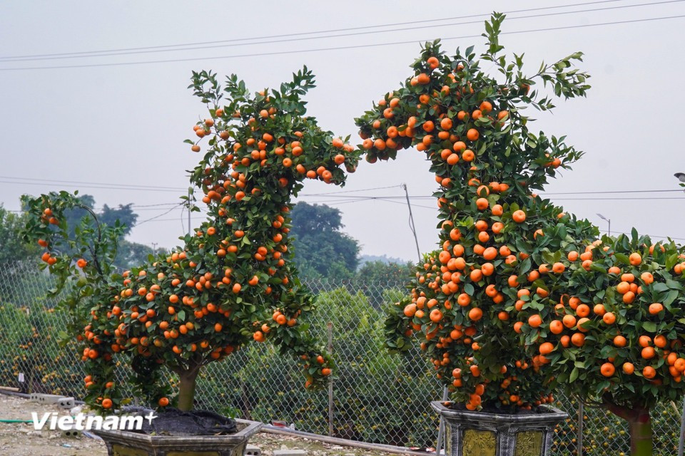 El tronco se moldea con suaves curvas, mientras que la cabeza presenta rasgos bien definidos y una postura firme. El árbol está repleto de frutos maduros, lo que transmite una sensación de prosperidad y abundancia para el Año Nuevo. (Foto: Vietnam+)