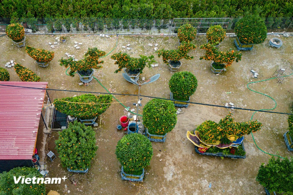 En los últimos años, ante la creciente demanda y las mayores exigencias del mercado, muchos viveros han creado plantas ornamentales con formas inspiradas en el animal simbólico de cada año. (Foto: Vietnam+)