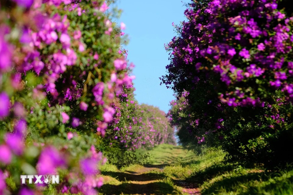Las flores moradas "mua" muestran su belleza junto a una colina de té en la comuna de Dam Bri, ciudad de Bao Loc, provincia de Lam Dong. (Foto: VNA)