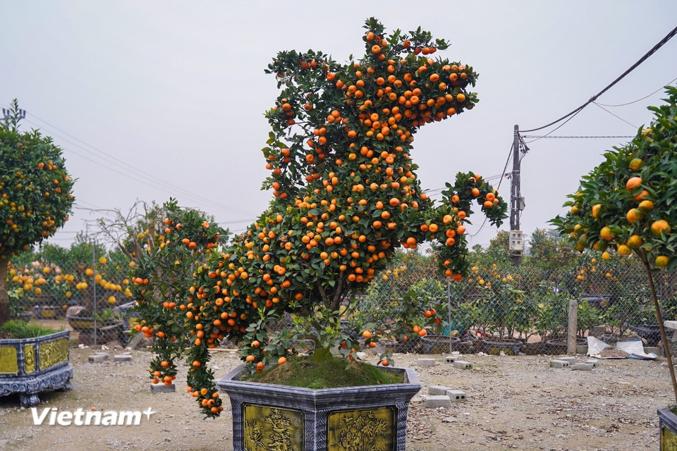 Desde el octavo mes del calendario lunar, los horticultores comienzan las distintas etapas de preparación de estas macetas con forma de caballo. (Foto: Vietnam+)