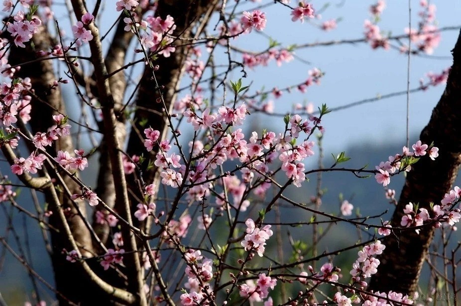 La imagen vibrante de las flores de durazno simboliza un año próspero y feliz. (Foto: VNA)