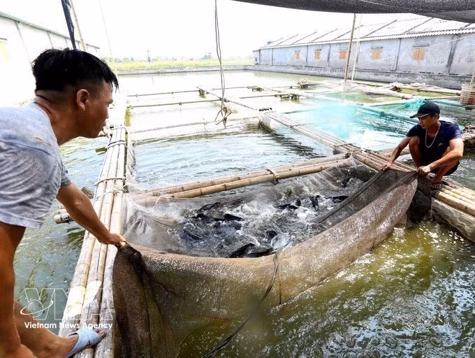 La empresa de producción y comercialización de productos acuáticos Son Nguyet, en la provincia de Ninh Binh, cosecha anualmente más de 500 toneladas de pescado comercial, con ingresos aproximados de 2,5 millones de USD. Foto: VNA
